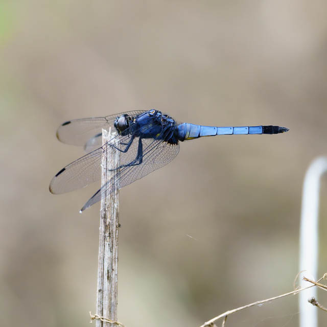 オオシオカラトンボ