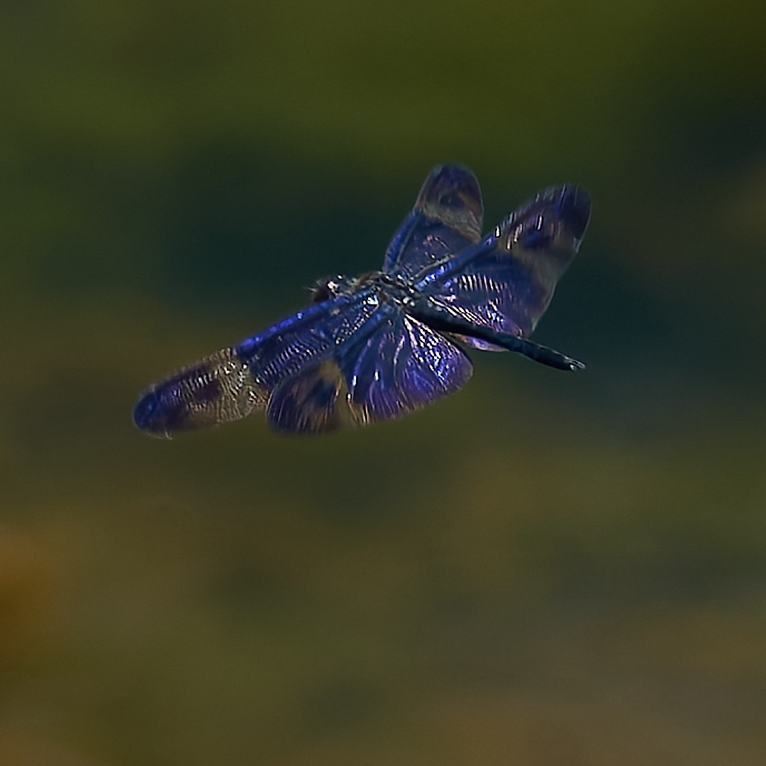 サイジョウチョウトンボ