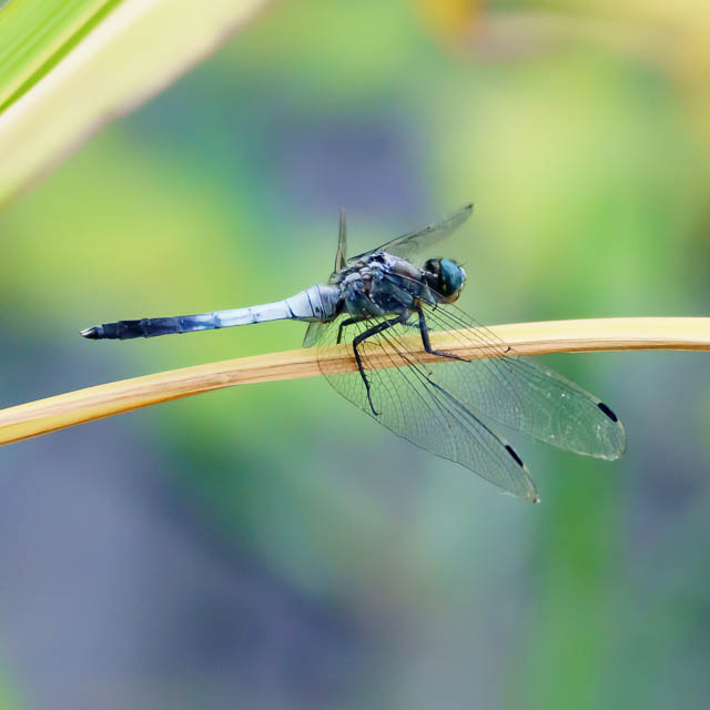シオカラトンボ