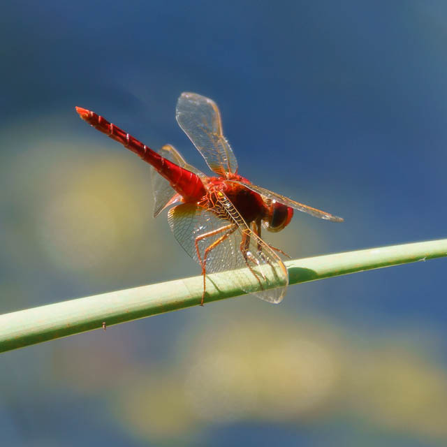タイリクショウジョウトンボ