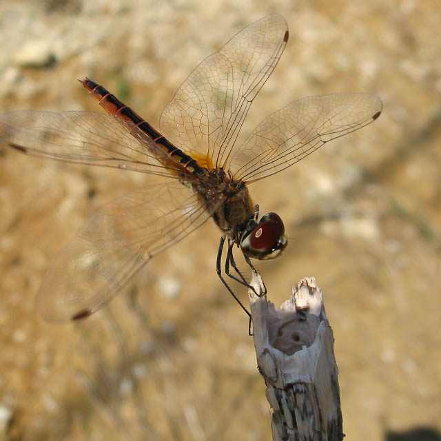 ウミアカトンボ