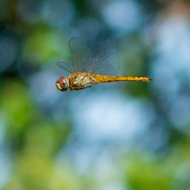 ウスバキトンボ