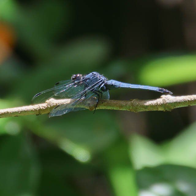 ヤエヤマオオシオカラトンボ