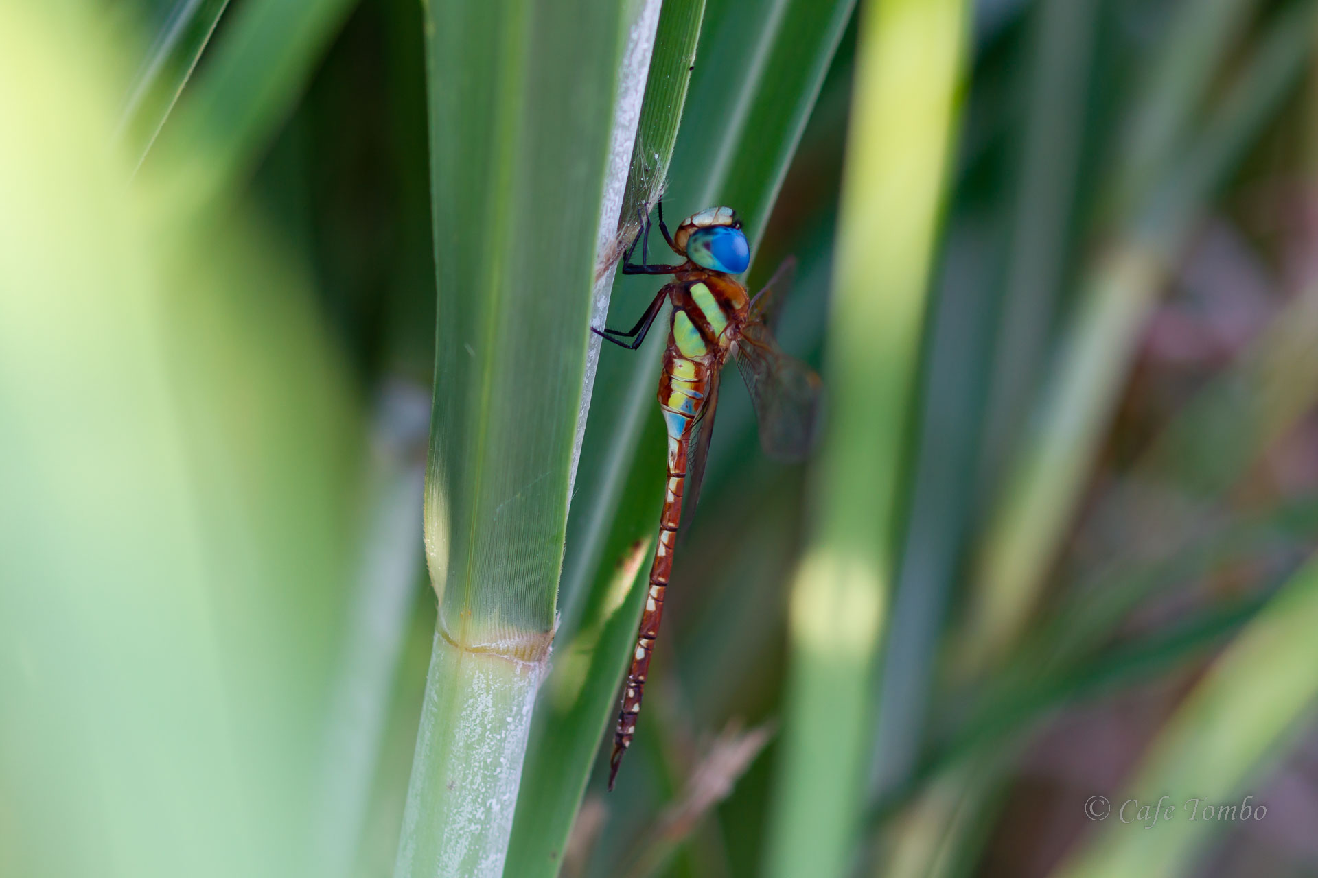 トビイロヤンマ