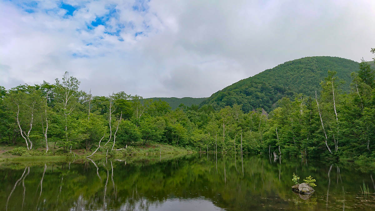 アオイトトンボ科