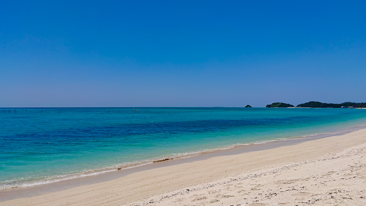 ミナミヤンマ科