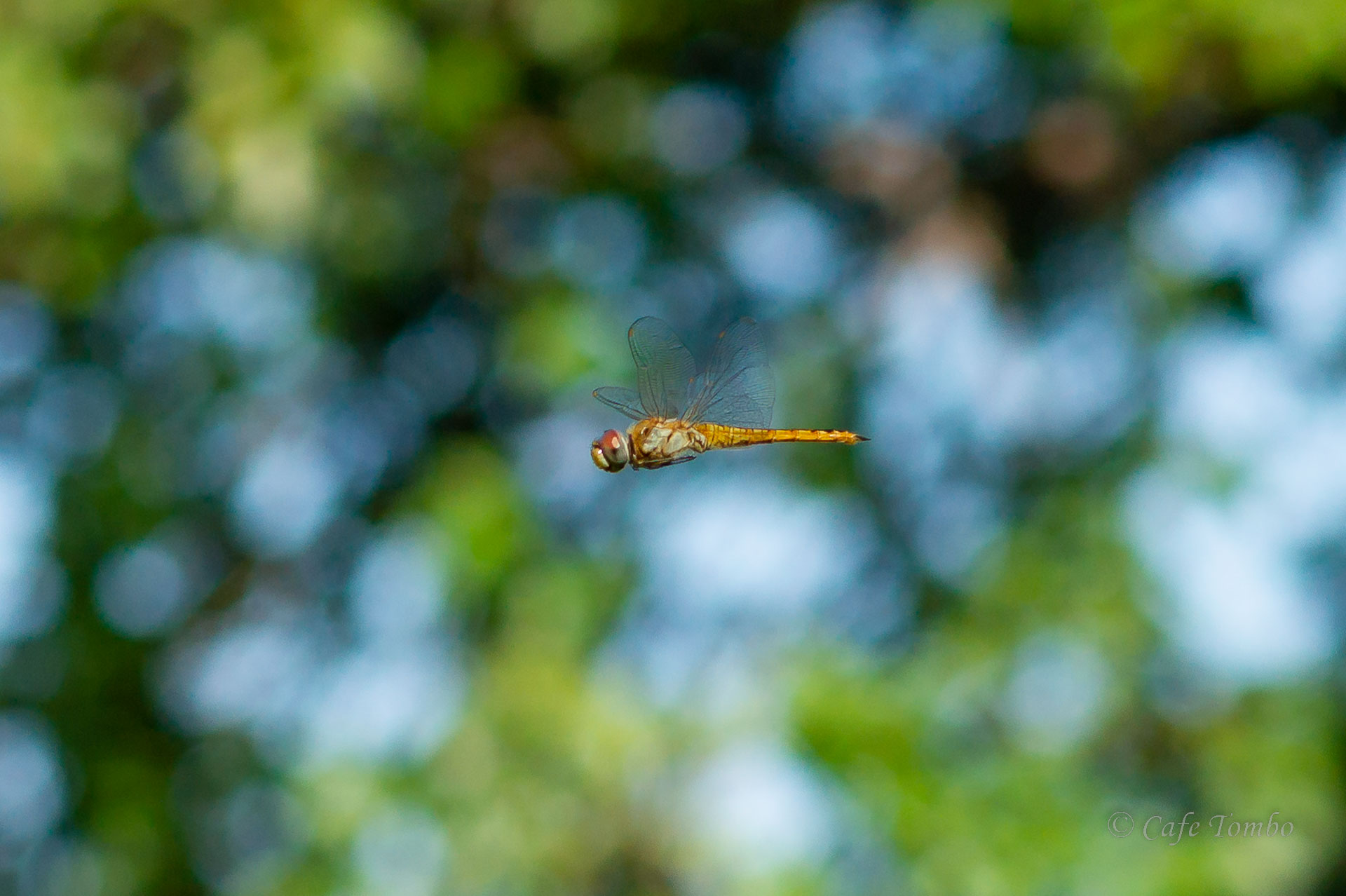 ウスバキトンボ