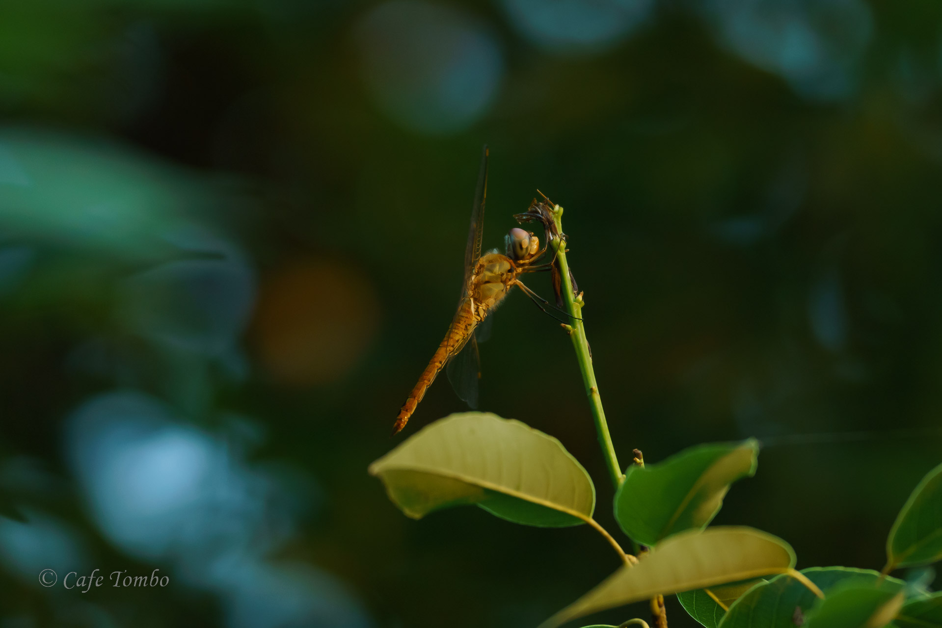 ウスバキトンボ