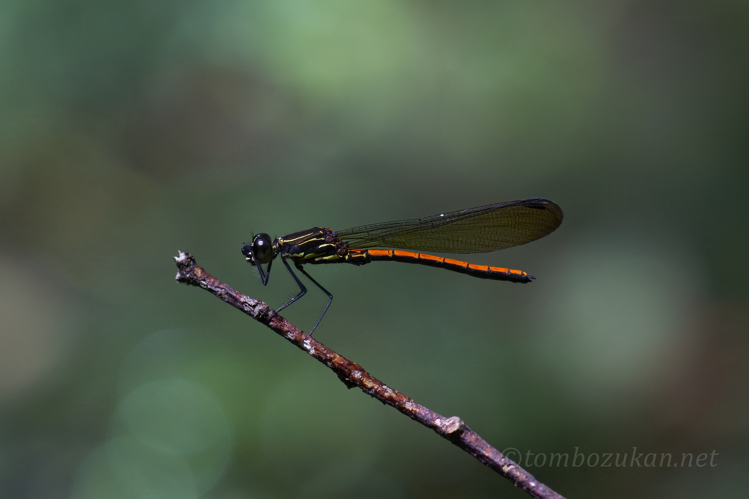 ヤエヤマハナダカトンボ