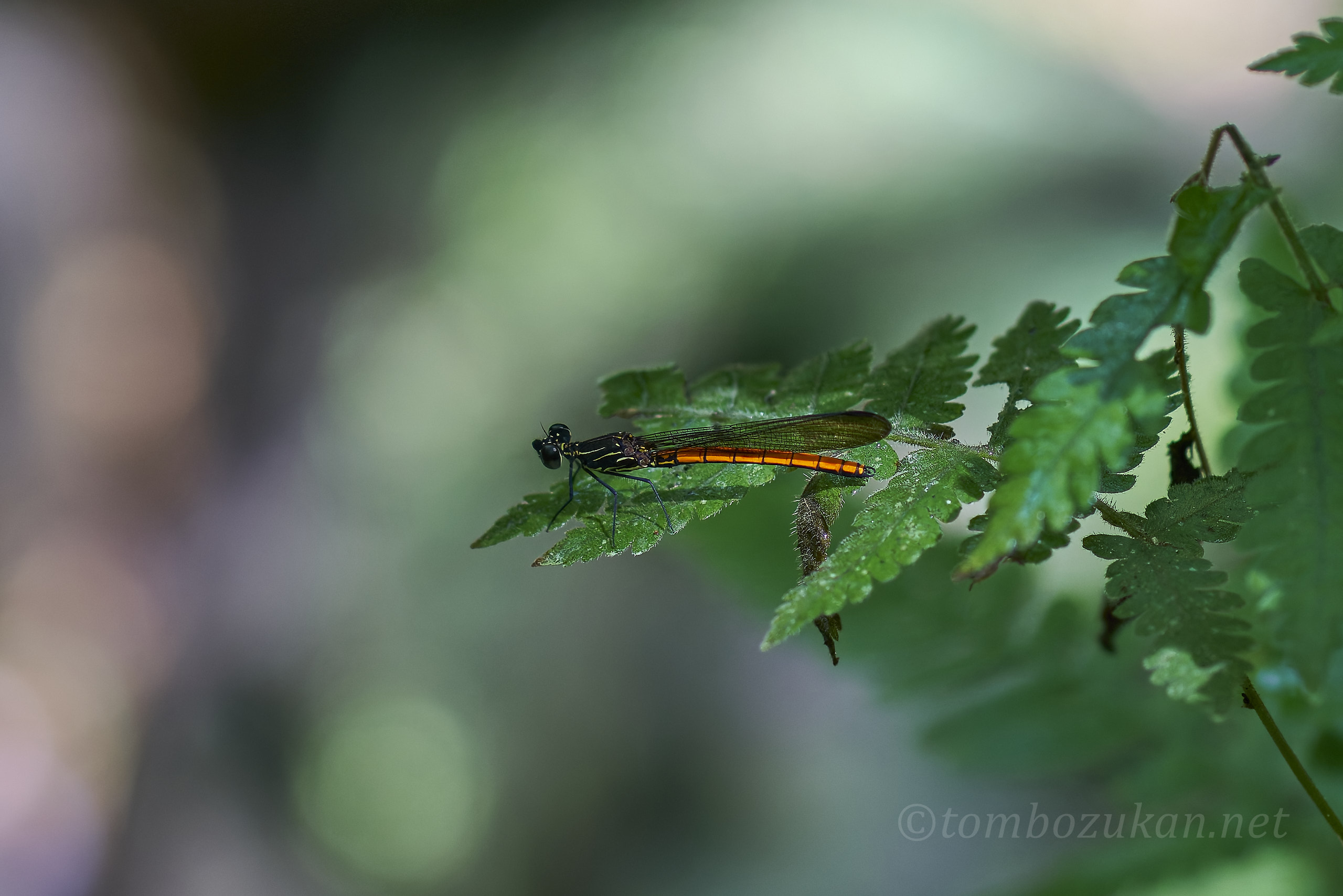 ヤエヤマハナダカトンボ