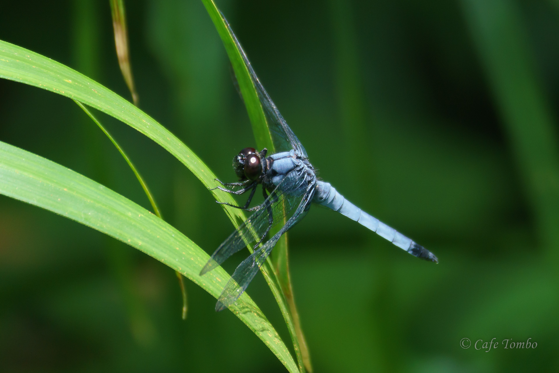 ヤエヤマオオシオカラトンボ