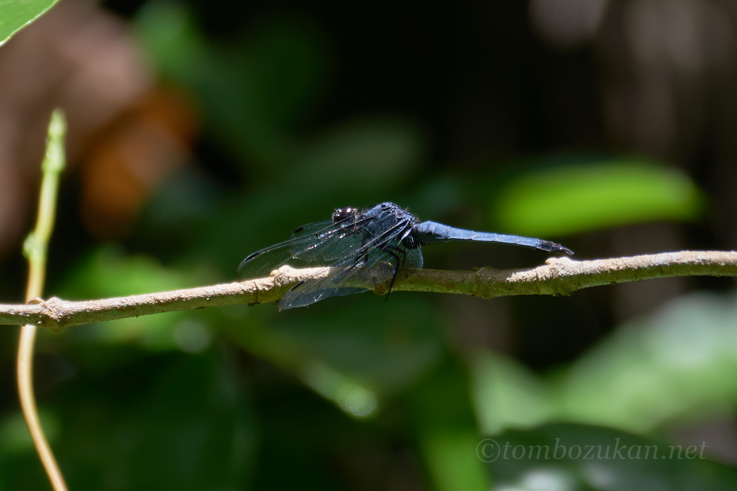 ヤエヤマオオシオカラトンボ