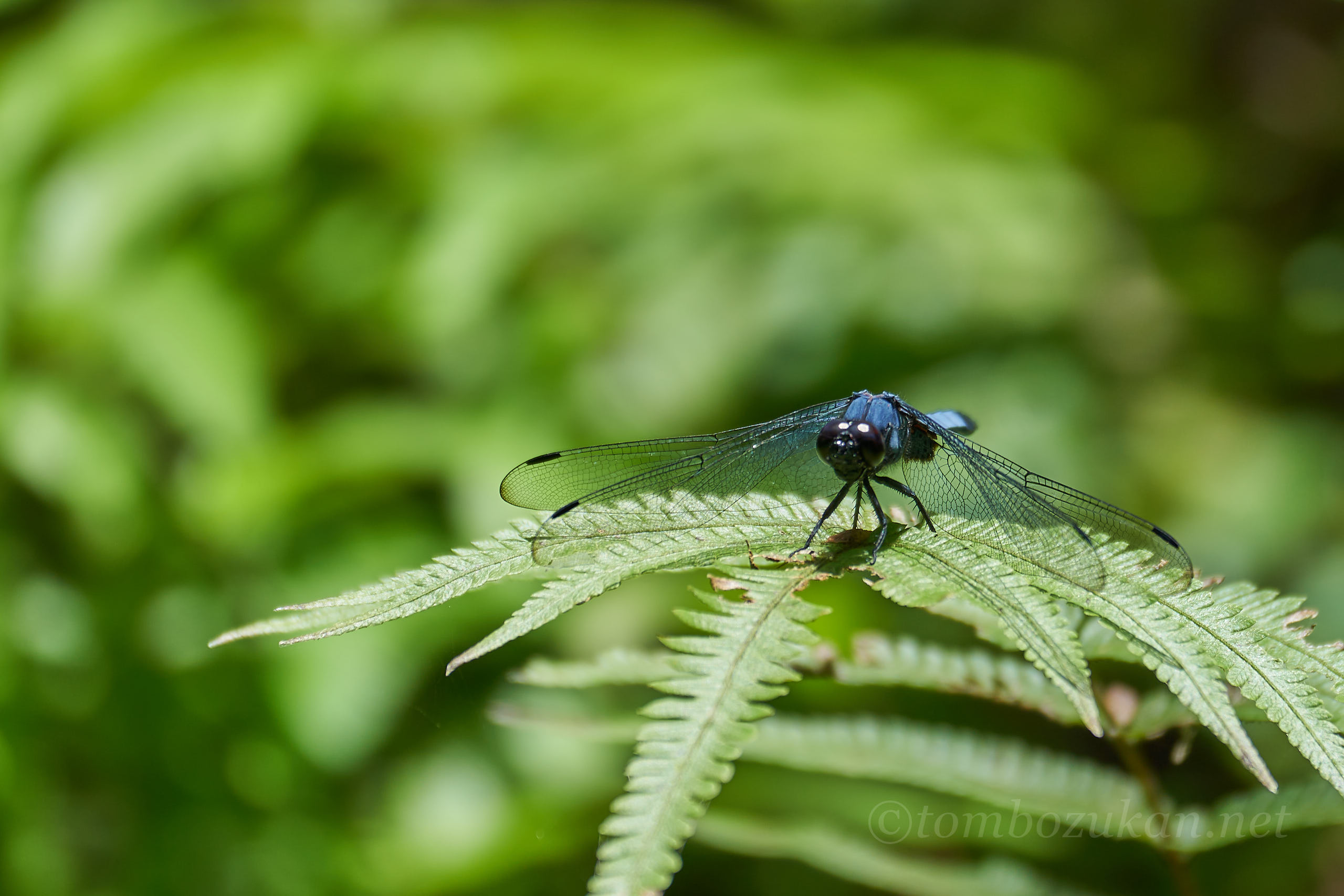 ヤエヤマオオシオカラトンボ