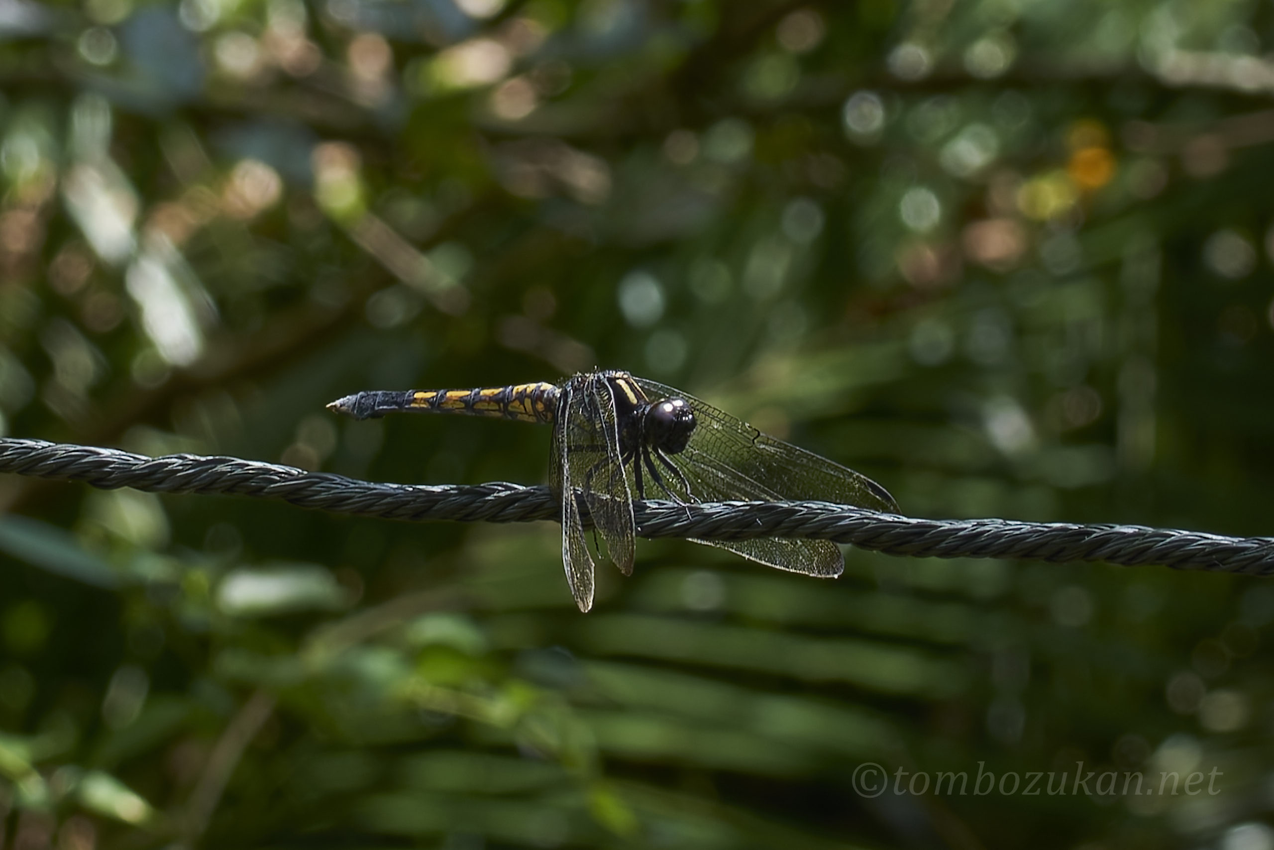 ヤエヤマオオシオカラトンボ