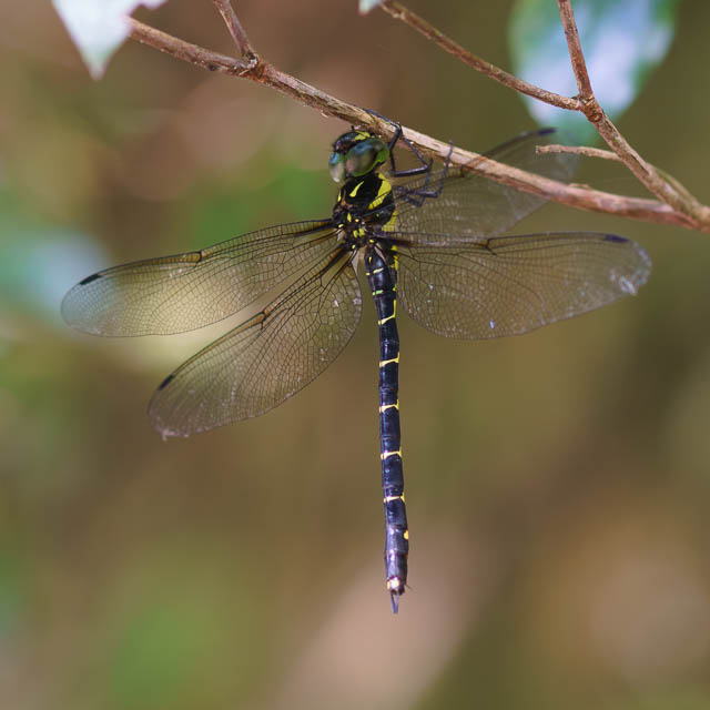 ヒメミルンヤンマ