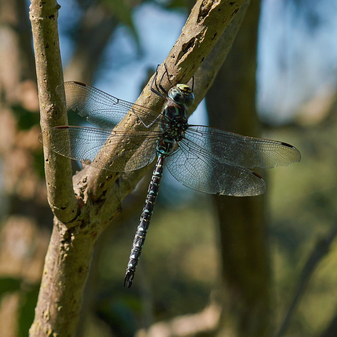 イイジマルリボシヤンマ