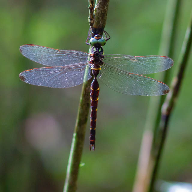 コシボソヤンマ