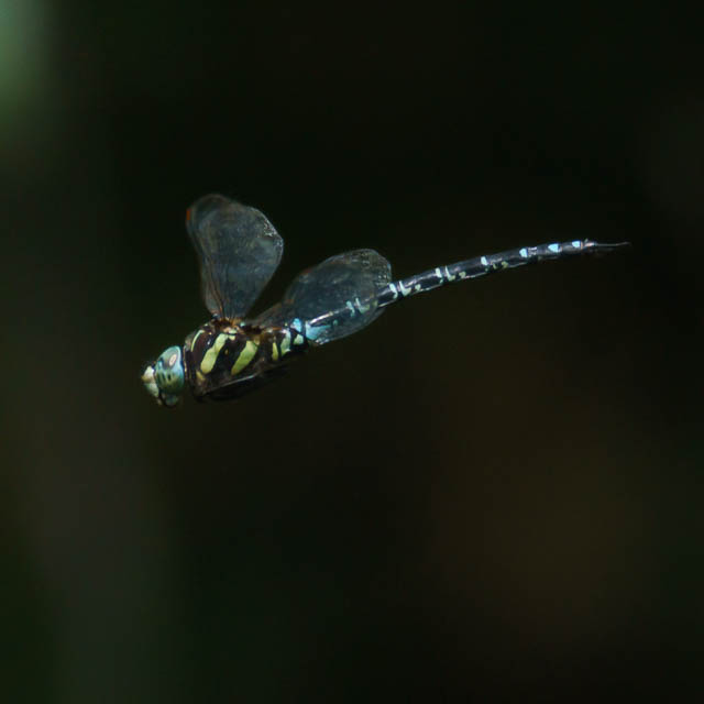 オオルリボシヤンマ