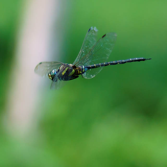 ルリボシヤンマ