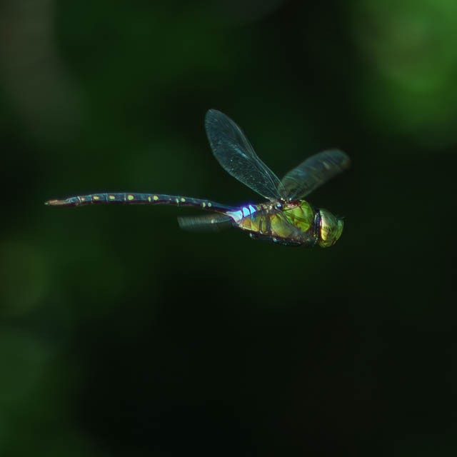 リュウキュウギンヤンマ