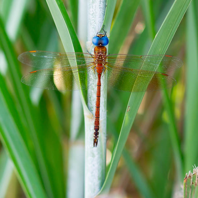 トビイロヤンマ